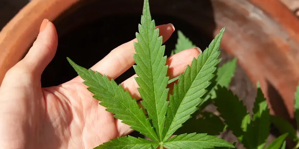 Peritos criminais querem orientação após decisão do STF sobre maconha