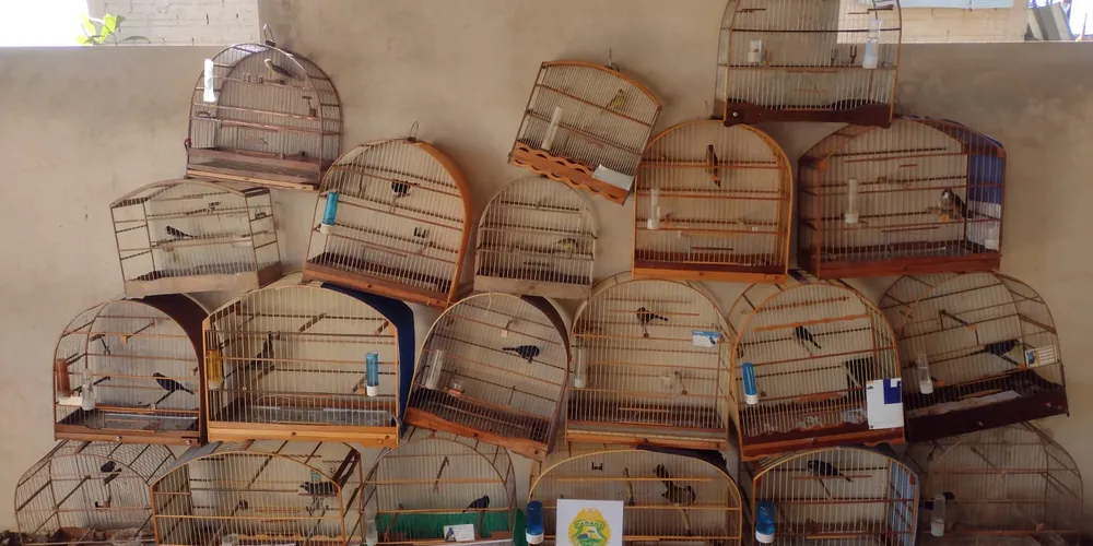 Polícia encontra cativeiro com 20 pássaros silvestres