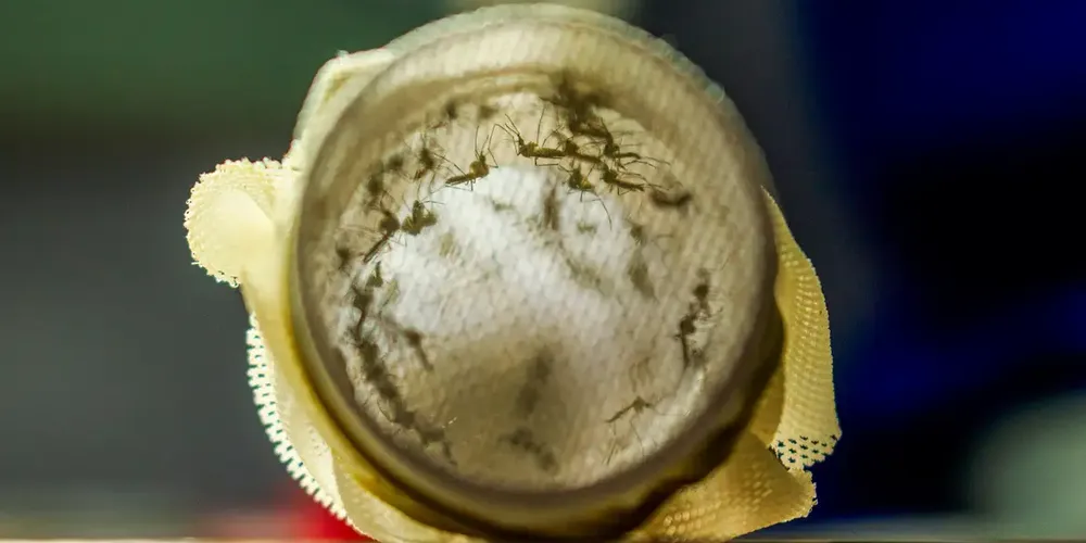 Joinville vai começar a usar bactéria wolbachia no combate à dengue