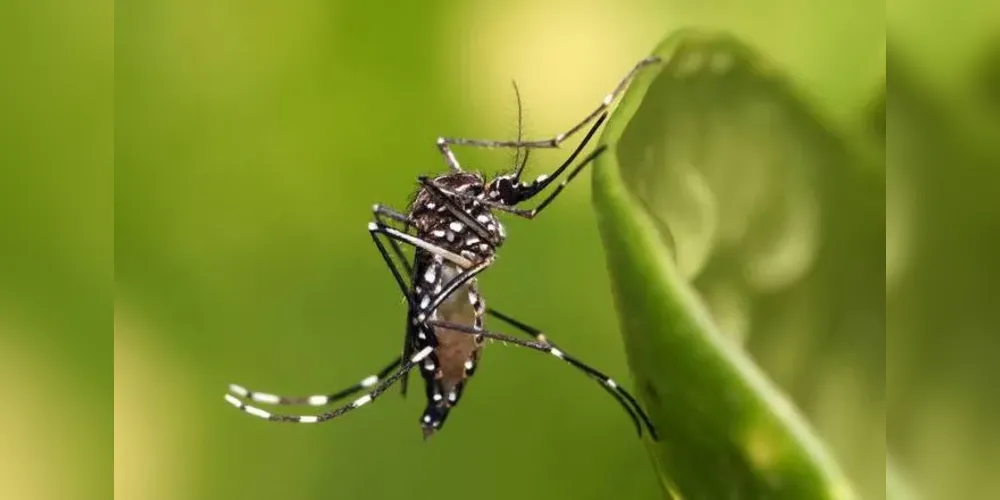 O município já soma 11.313 confirmações da doença em todo o período epidemiológico