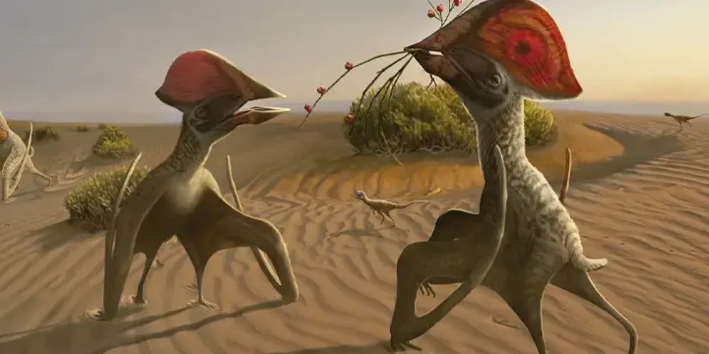 O Torukjara bandeirae possui uma crista pré-maxilar