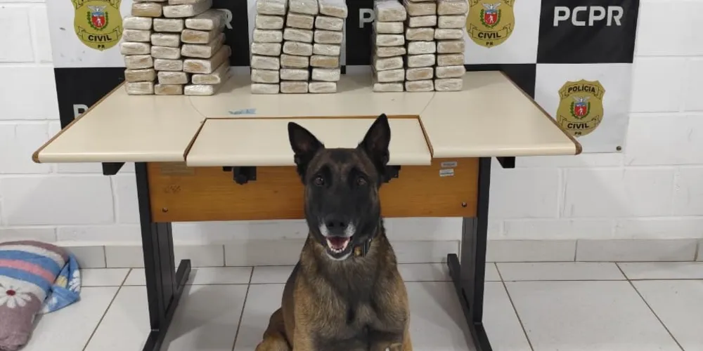 oi encontrada grande quantidade de substância de maconha