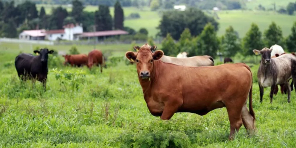 O Programa é um projeto do Governo Federal e o mesmo consiste em proporcionar o melhoramento genético de bovinos