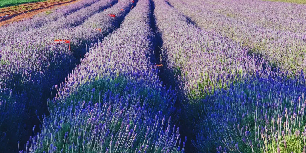 Criada pelo IDR-Paraná, Rota das Lavandas completa 2 anos e atrai mais de 150 mil visitantes