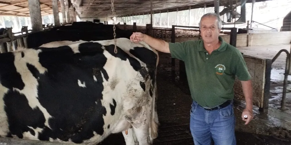 Os animais são acompanhados depois da inseminação para fazer o diagnóstico de gestação