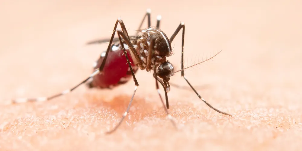 A previsão é de que, logo no início do verão, ainda em 2024, a dengue volte a se espalhar pelo país