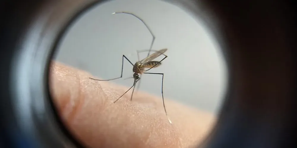 Houve o registro de cinco novos casos de chikungunya no Paraná