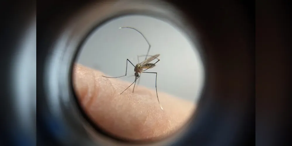 Houve o registro de cinco novos casos de chikungunya no Paraná