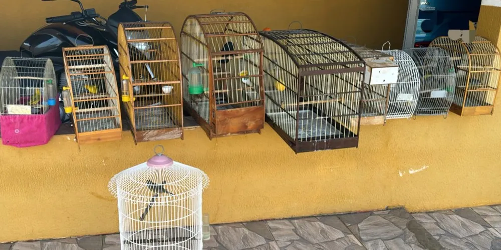 Polícia Civil de Ponta Grossa cumpriu mandado de busca domiciliar e apreendeu pássaros cridos em situação irregular