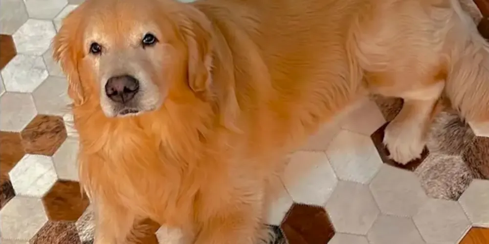 O projeto ainda prevê que as empresas deverão oferecer serviço de rastreamento dos animais transportados