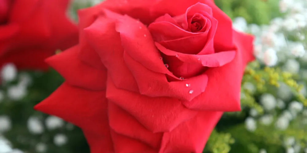 Os atacadistas do Mercado de Flores e Plantas Ornamentais, da Ceasa Curitiba, esperam um grande movimento nesta semana que antecede a data de 14 de maio.