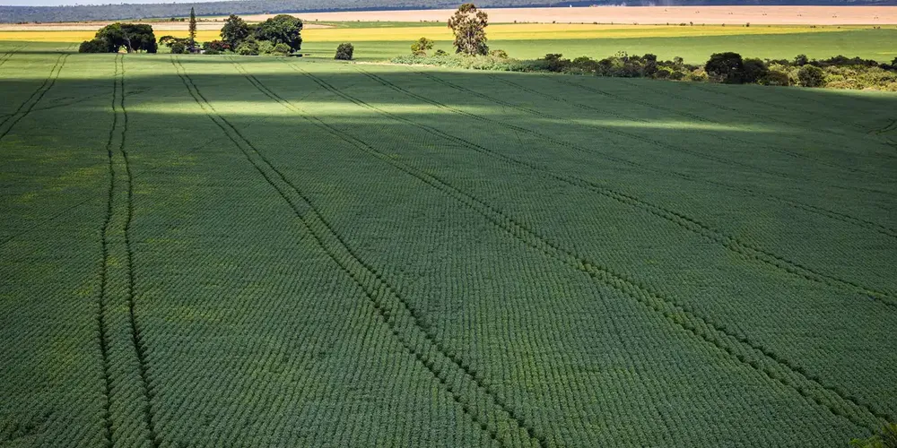 Em 1985, a área ocupada por plantação de soja era de 4,4 milhões de hectares e, em 2023, já chegava a quase 40 milhões de hectares