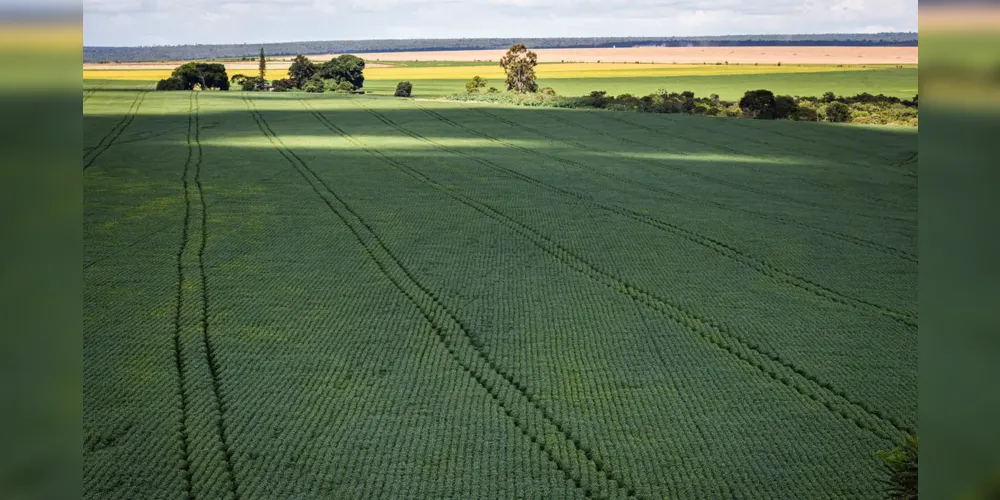 Em 1985, a área ocupada por plantação de soja era de 4,4 milhões de hectares e, em 2023, já chegava a quase 40 milhões de hectares