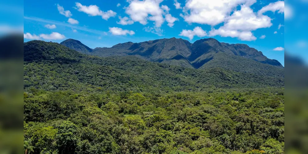 Paraná avança para ser 1º governo subnacional a adotar créditos de biodiversidade