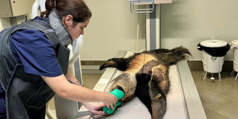IAT devolve à natureza tamanduá-bandeira encontrado ferido em Wenceslau Braz.