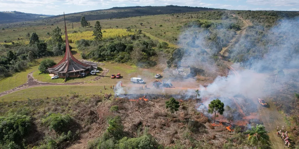 A vegetação é considerada exótica e invasora