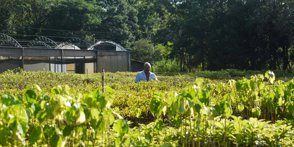 Novo acordo sobre o uso dos recursos da indenização da Petrobras vai permitir ao Estado reestruturar os viveiros e laboratórios