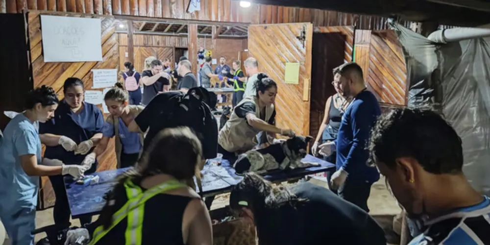 Paranaenses atendem mais de mil animais resgatados em hospital veterinário no RS