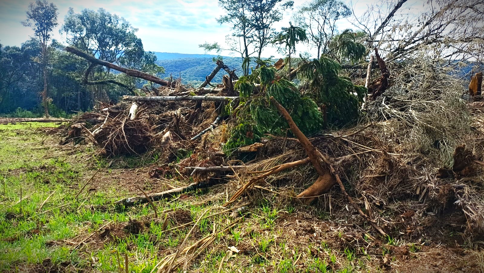 Destruição de Araucária, Imbuia e Xaxim foi registrada