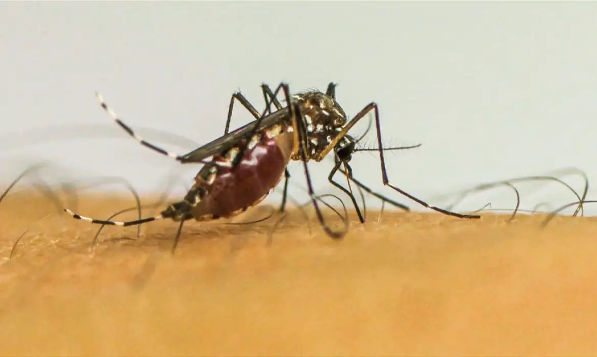 Paraná já registrou 473 mortes por dengue desde julho de 2023