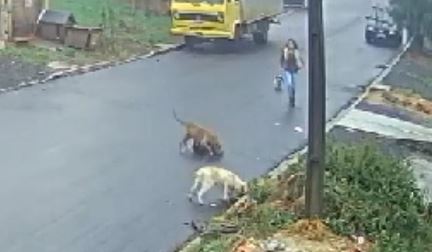 Moradora presenciou o ataque e interviu