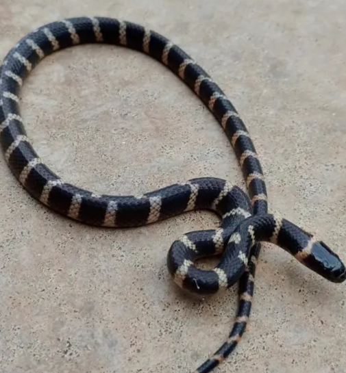 Serpente apareceu em residência de Apucarana
