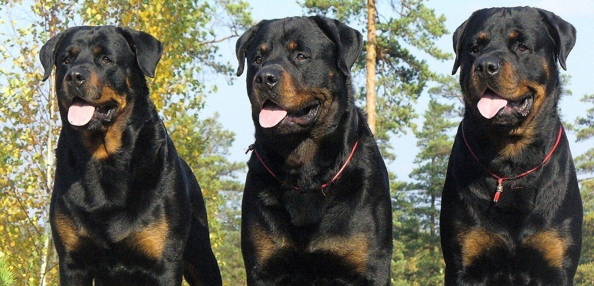 Cães estavam fazendo a segurança do estabelecimento