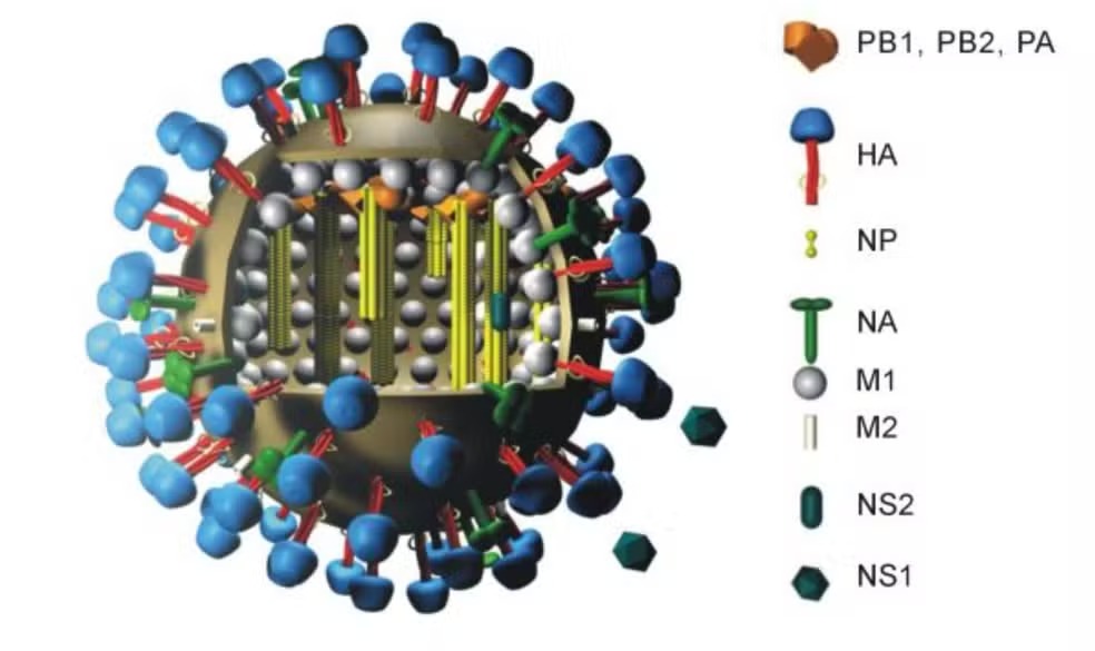 Modelo da variante H5N2 da gripe aviária