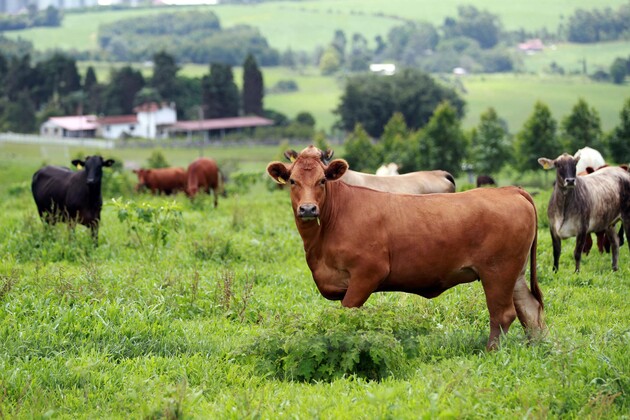 O Programa é um projeto do Governo Federal e o mesmo consiste em proporcionar o melhoramento genético de bovinos