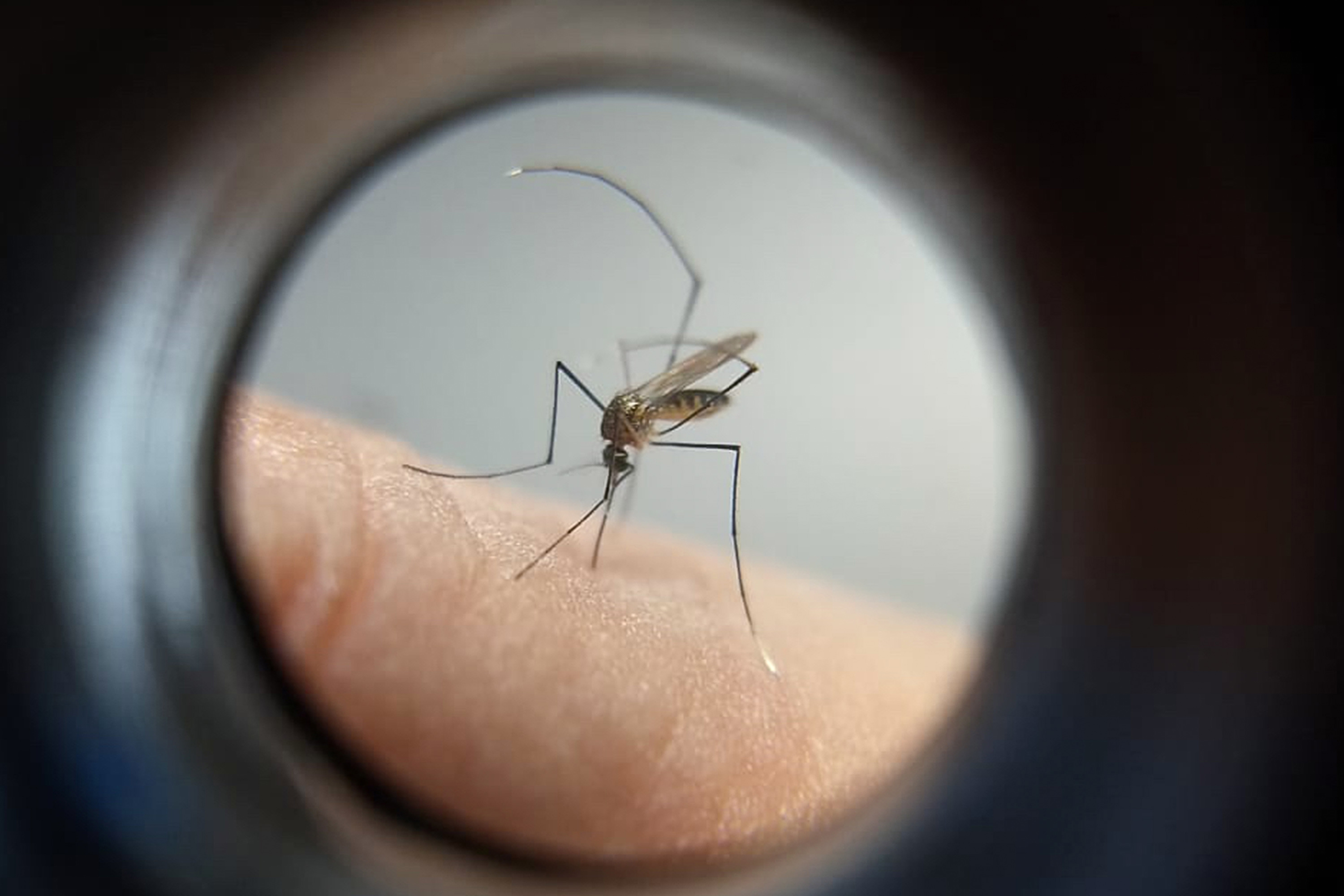 Houve o registro de cinco novos casos de chikungunya no Paraná