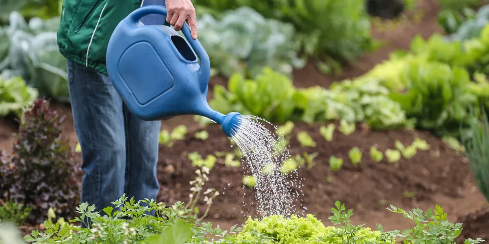 O governador Carlos Massa Ratinho Junior formalizou nesta segunda-feira (26) o reajuste de valores repassados às famílias atendidas pelos programas Renda Agricultor Familiar e Inclusão Produtiva Solidária
A horta também tem apoio do programa Cultivar Energia, da Copel, que incentiva a instalação de hortas comunitárias em imóveis sob as linhas de transmissão e distribuição.  22/01/2020  -  Foto: Geraldo Bubniak/AEN