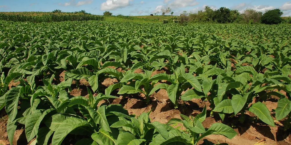 O Paraná, com sua produção de 155 mil toneladas, representa 23% da produção nacional