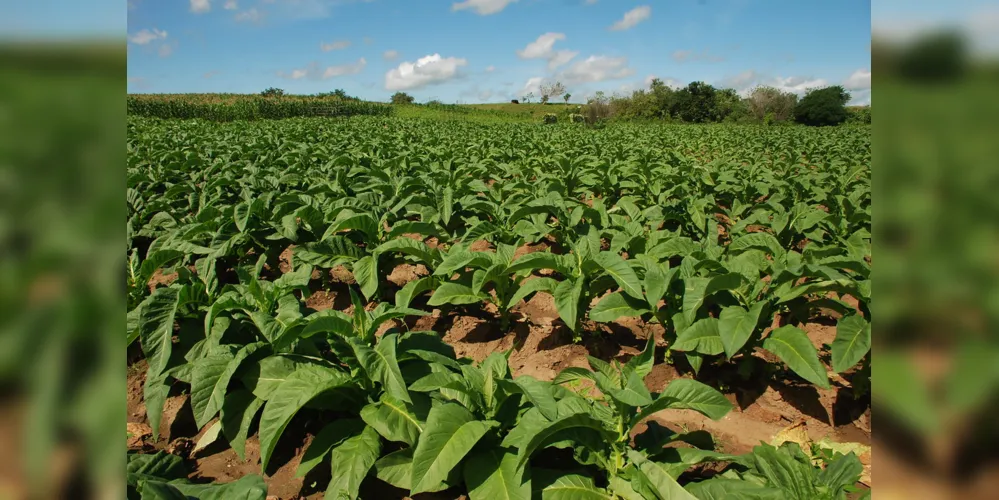 O Paraná, com sua produção de 155 mil toneladas, representa 23% da produção nacional