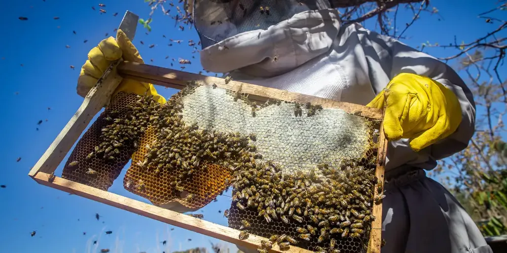 Para a presidente da Associação dos Produtores Ortigueirenses de Mel (Apomel), Ana Kutz, a conquista do SIP/POA representa um avanço