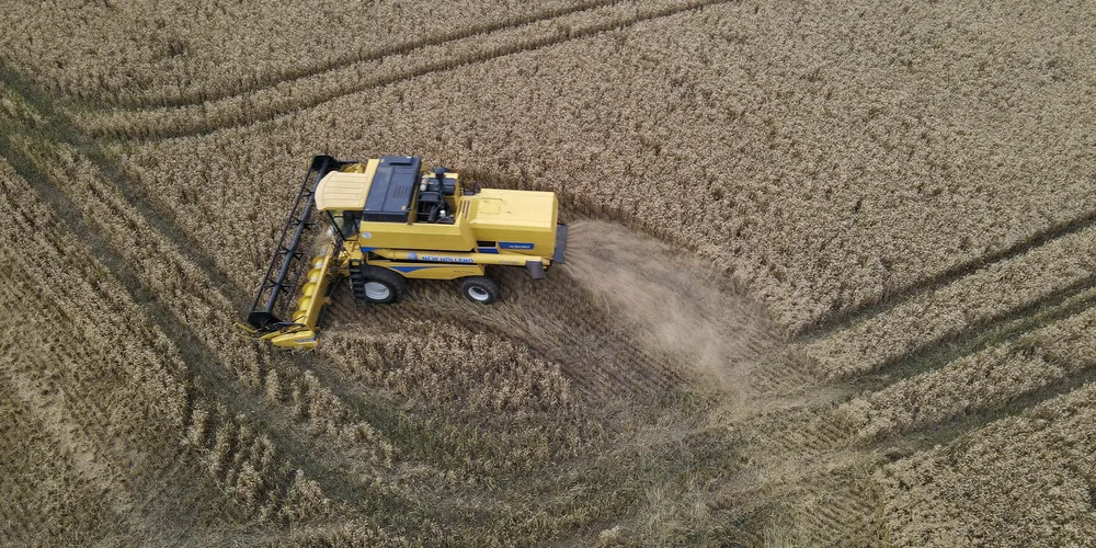 Tibagi colheu mais de 92 mil toneladas de trigo no ano passado