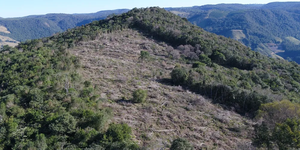 2,19 hectares foram destruídos