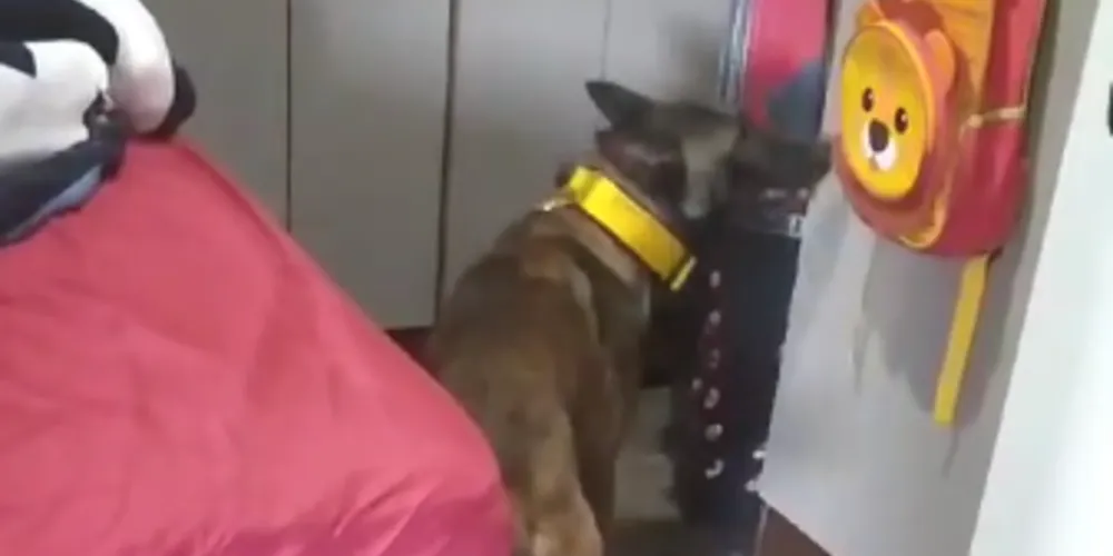 Vídeo foi gravado pelo Grupo de Operações com Cães