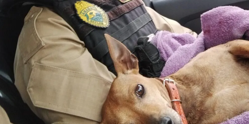 Cão teve graves ferimentos no tórax