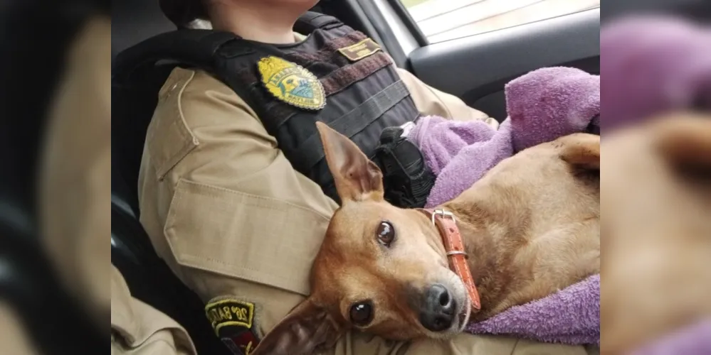 Cão teve graves ferimentos no tórax