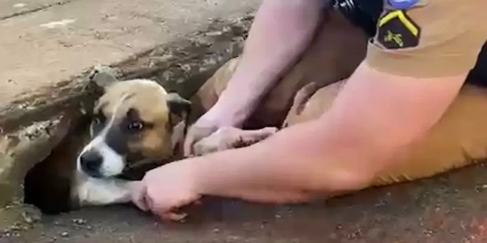 O animal não se feriu