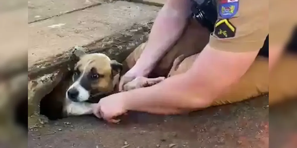 O animal não se feriu