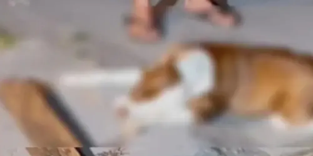 O caso será investigado pela Polícia Civil