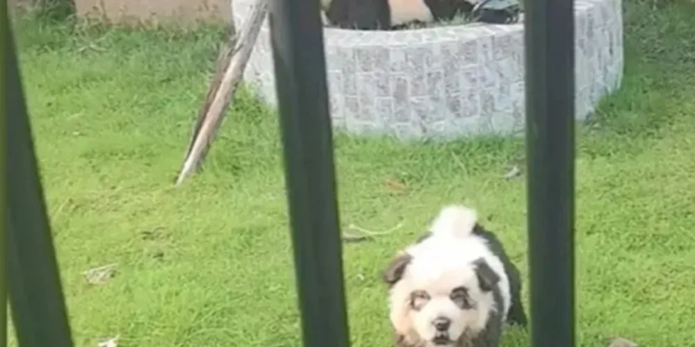 A prática tem sido alvo de críticas por especialistas em bem-estar animal