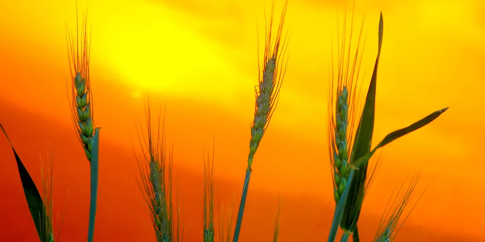 Dados são do Boletim Agrometeorológico de Julho elaborado pelo Instituto de Desenvolvimento Rural do Paraná (IDR-PR)