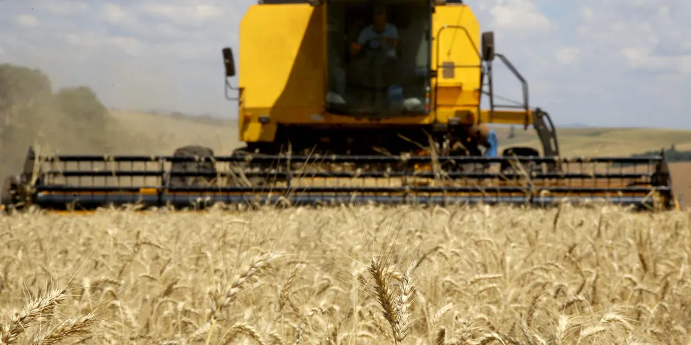 Demais grãos de inverno foram menos impactados que o trigo