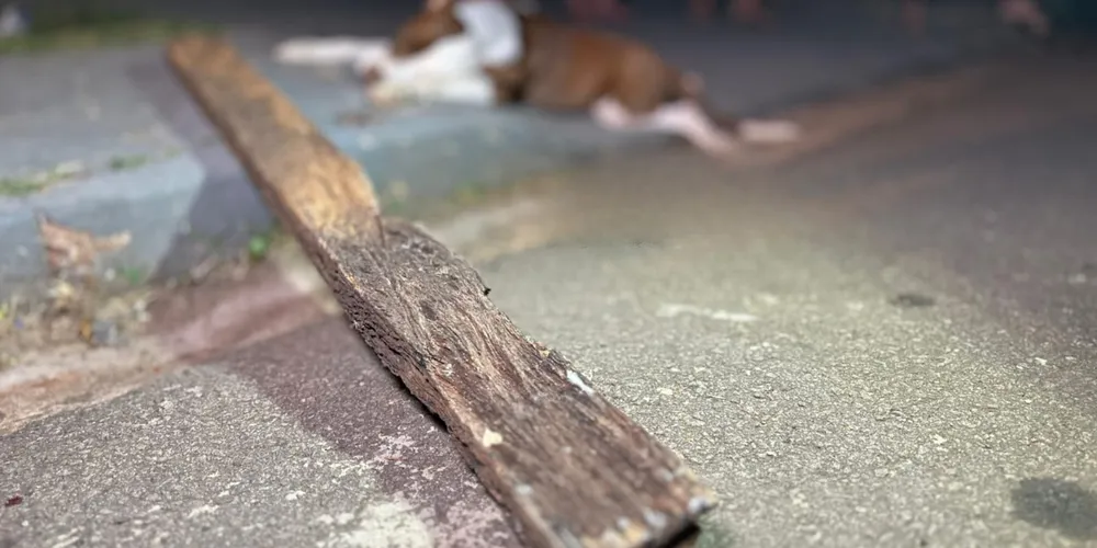 Cachorro acabou morrendo devido à gravidade dos ferimentos