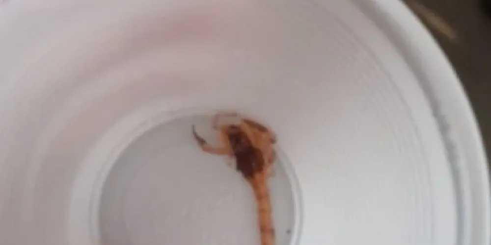 Escorpião foi colocado em um copo plástico