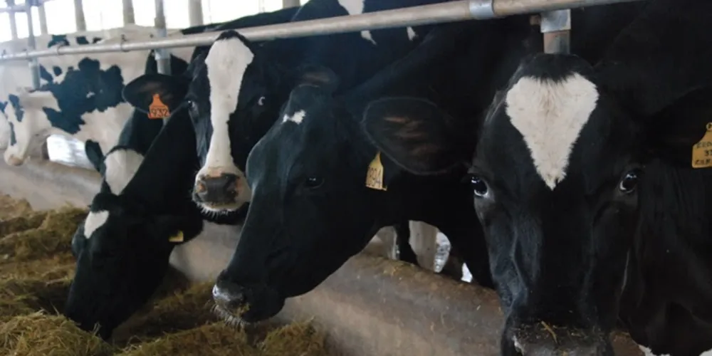 Produção de leite apresenta crescimento médio de 7% ao ano
