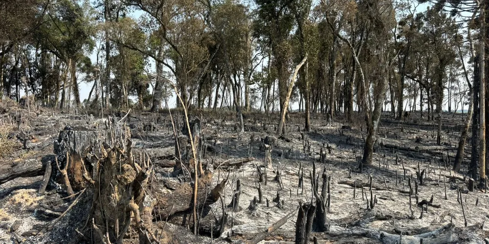 Área atingida corresponde a 7,6 hectares de mata