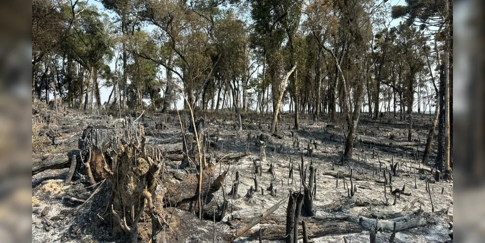 Área atingida corresponde a 7,6 hectares de mata